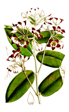 Calotropis procera Auricula Tree, Dead Sea Apple, Sodom Apple Calotropis procera Auricula Tree, Dead Sea Apple, Sodom Apple